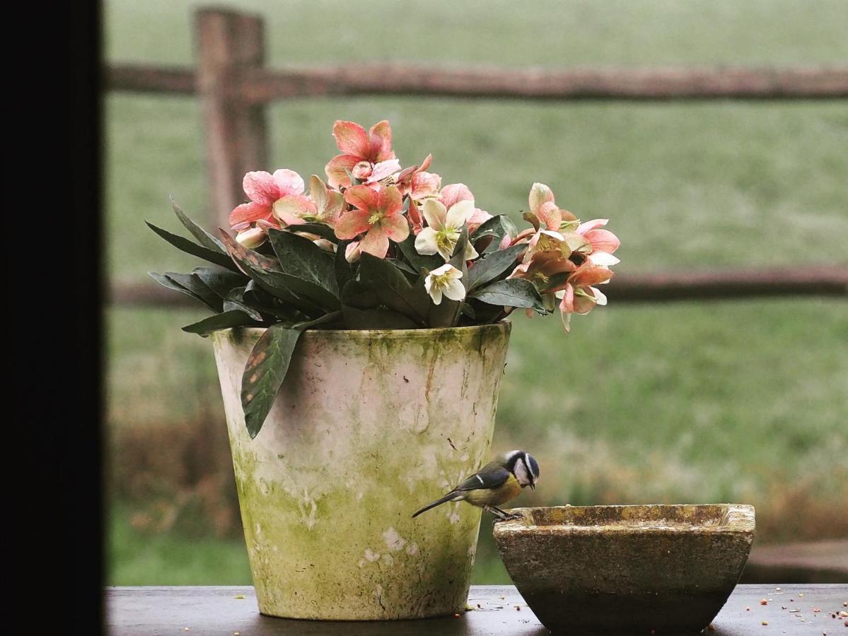 B&B De Paenhoeve Eksel ภายนอก รูปภาพ